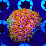 TSA Laffy Taffy Goniopora Coral