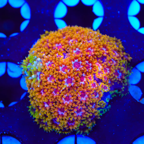 TSA Laffy Taffy Goniopora Coral