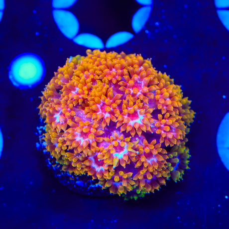 TSA Laffy Taffy Goniopora Coral
