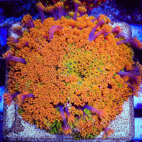 TSA Laffy Taffy Goniopora Coral