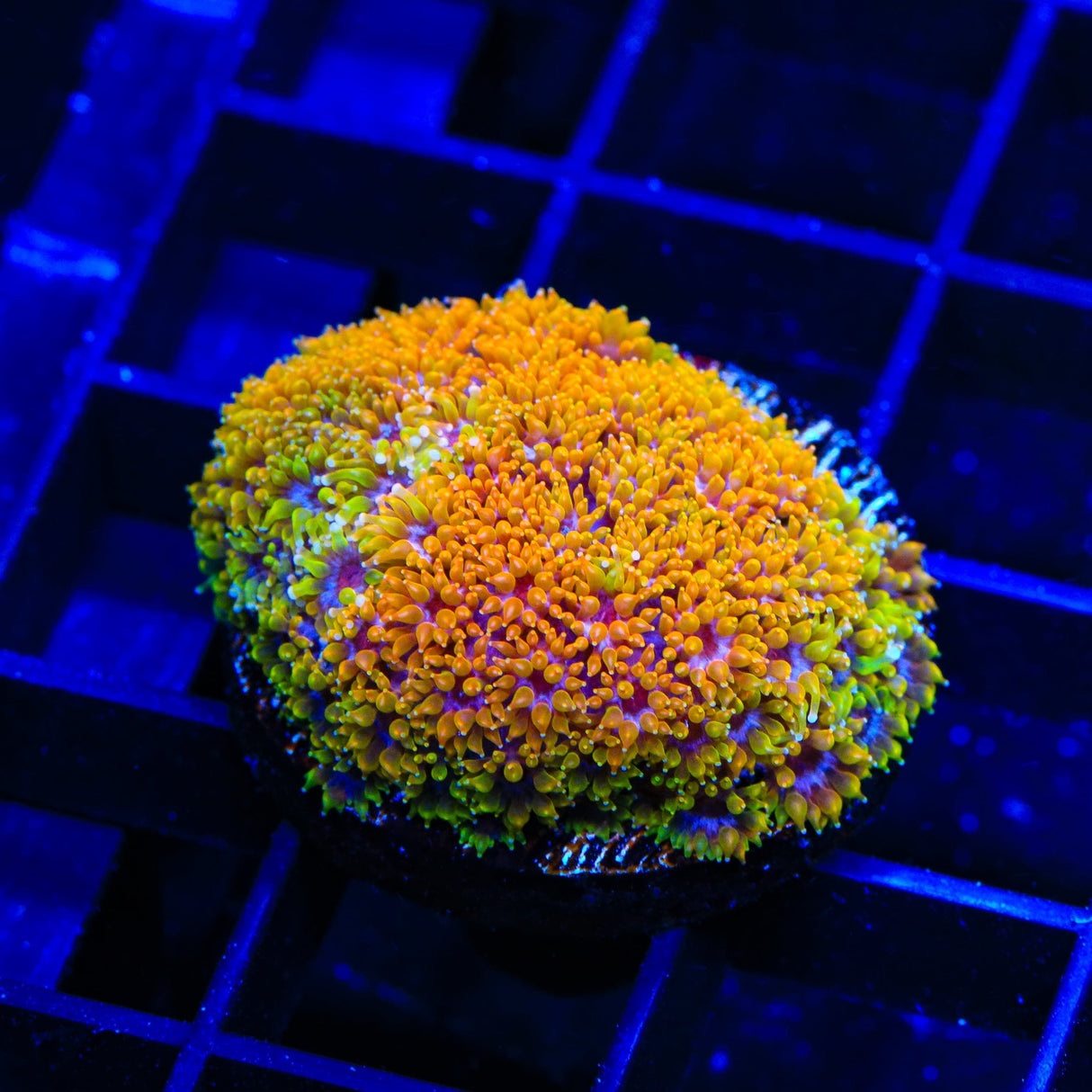 TSA Laffy Taffy Goniopora XL Frag Coral