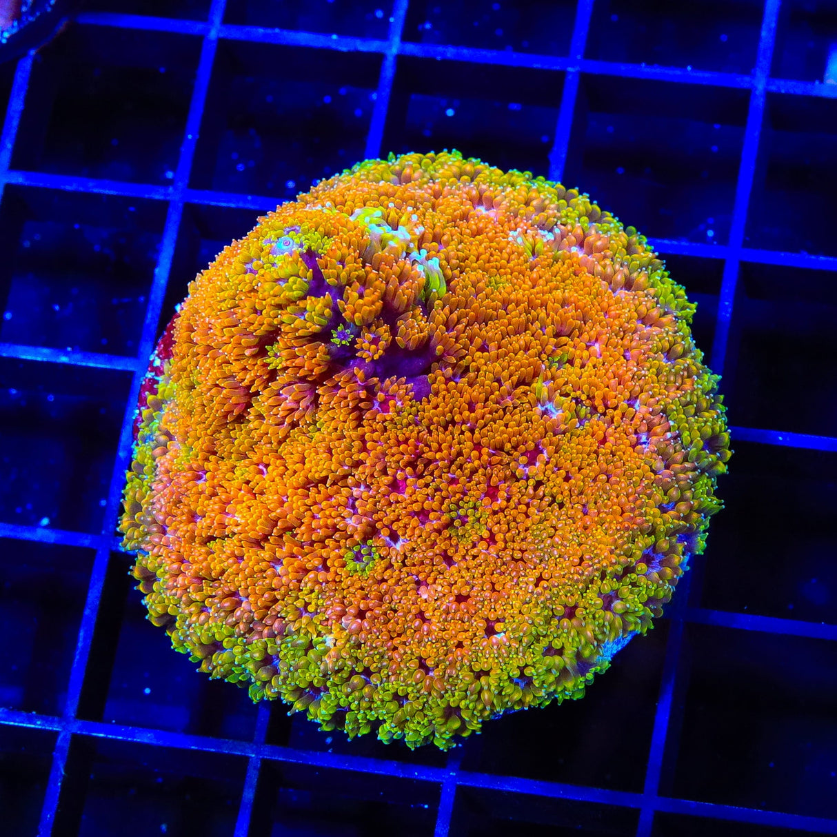 TSA Laffy Taffy Goniopora XL Frag Coral