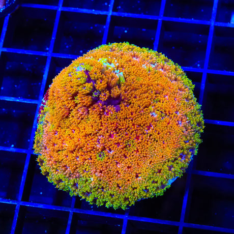 TSA Laffy Taffy Goniopora XL Frag Coral