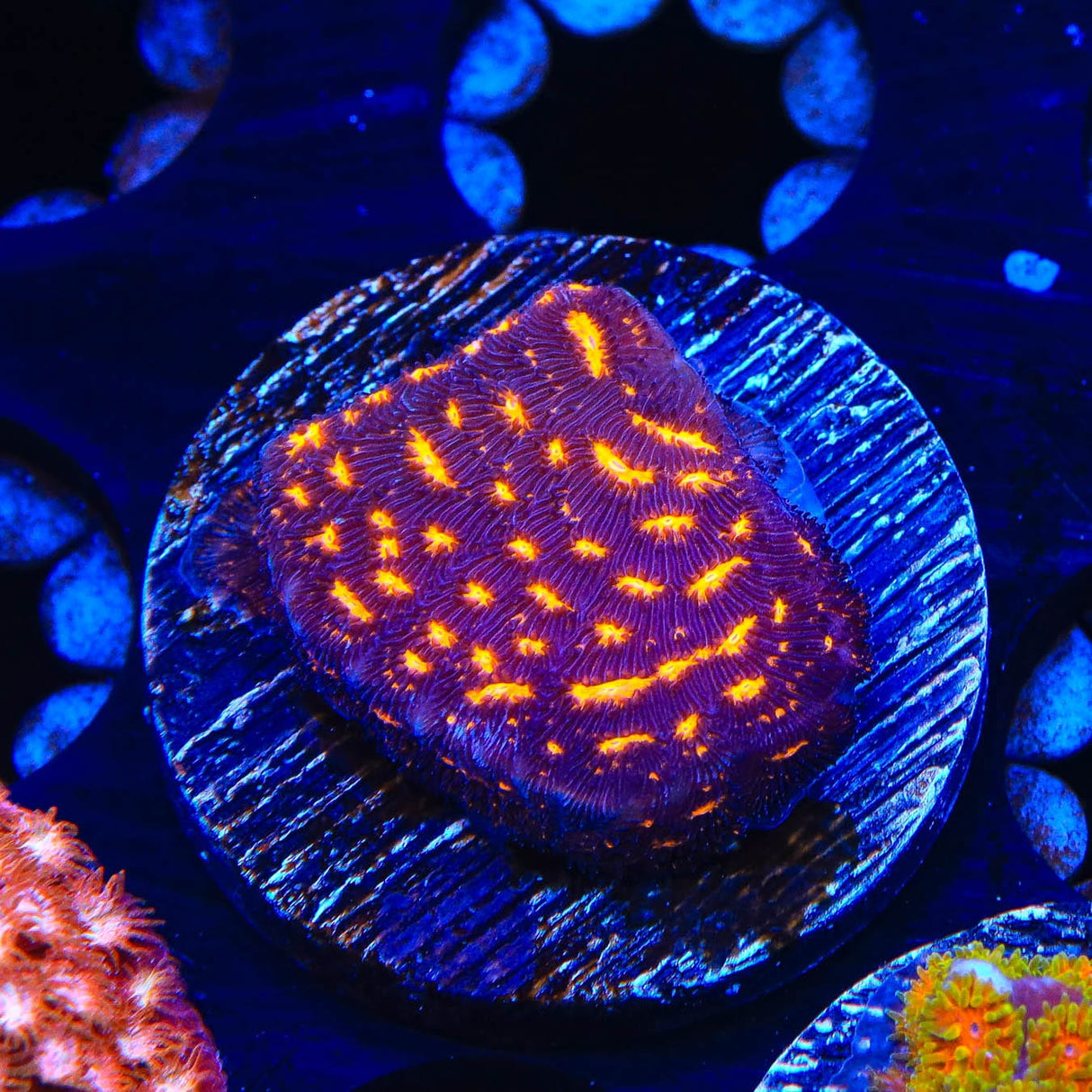 TSA Lava Field Leptoseris Coral