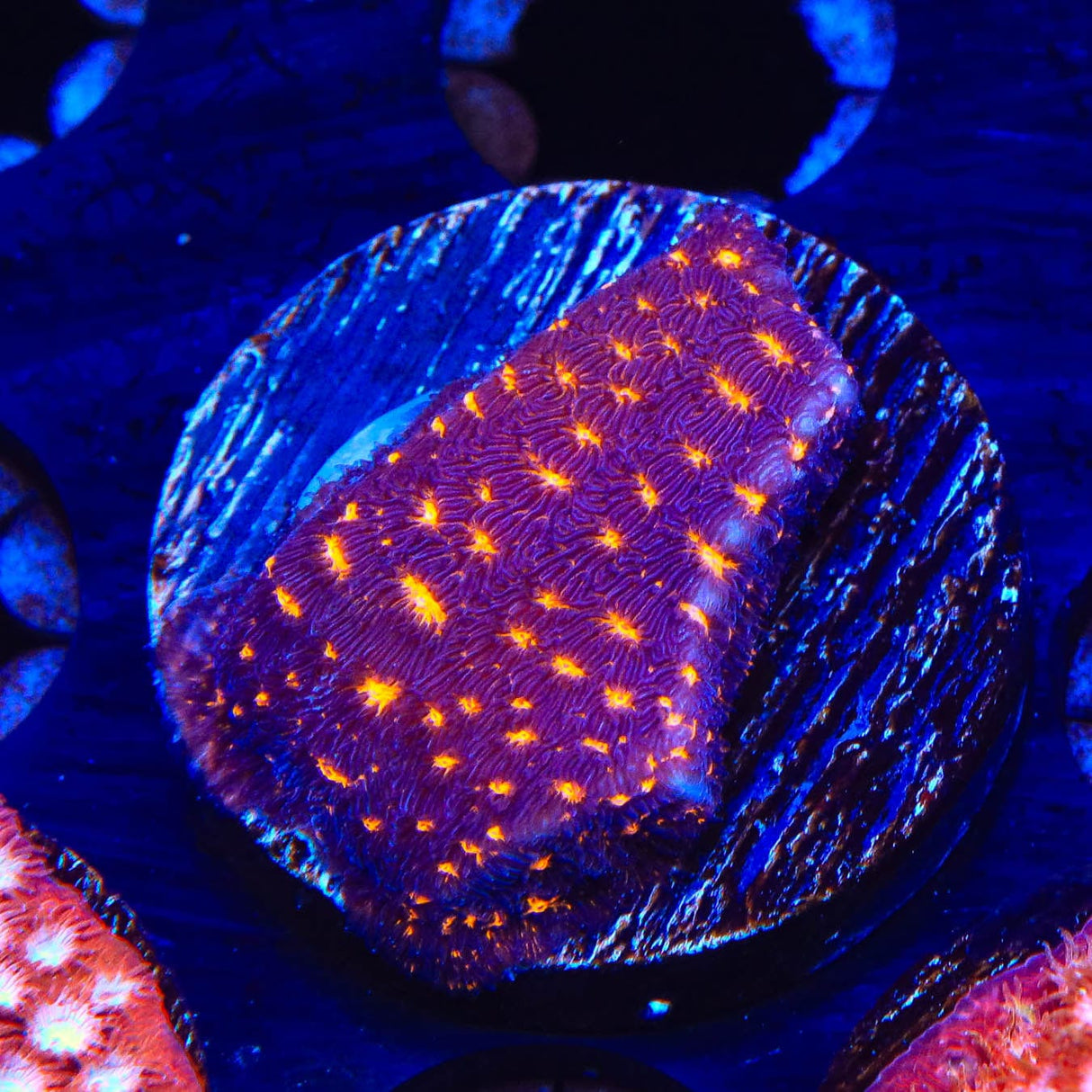 TSA Lava Field Leptoseris Coral