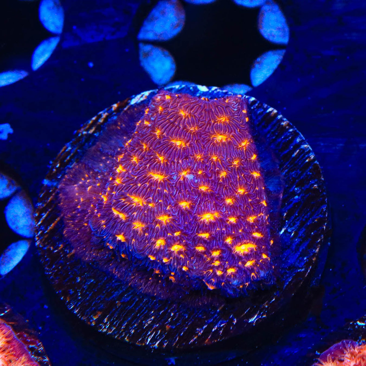 TSA Lava Field Leptoseris Coral