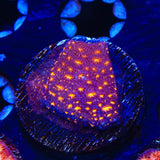 TSA Lava Field Leptoseris Coral