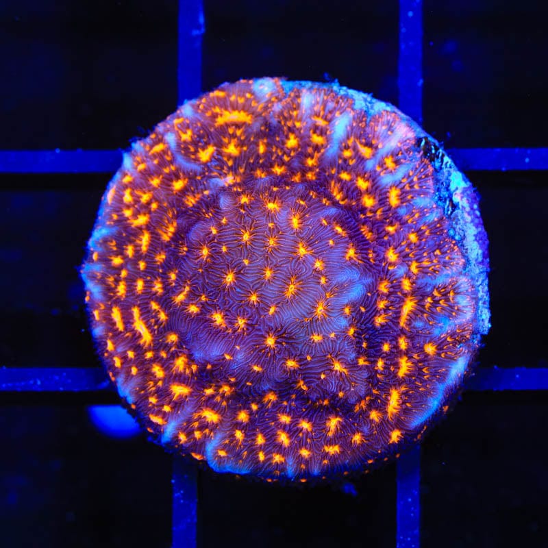TSA Lava Field Leptoseris Coral