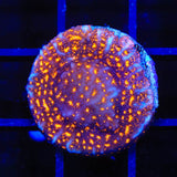 TSA Lava Field Leptoseris Coral