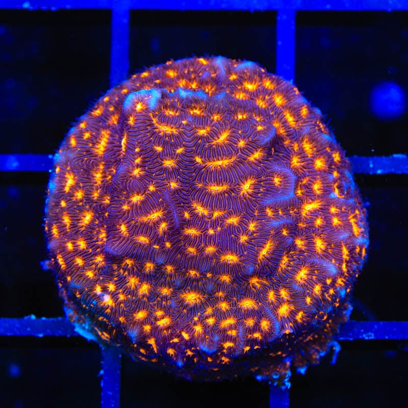 TSA Lava Field Leptoseris Coral