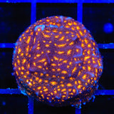 TSA Lava Field Leptoseris Coral