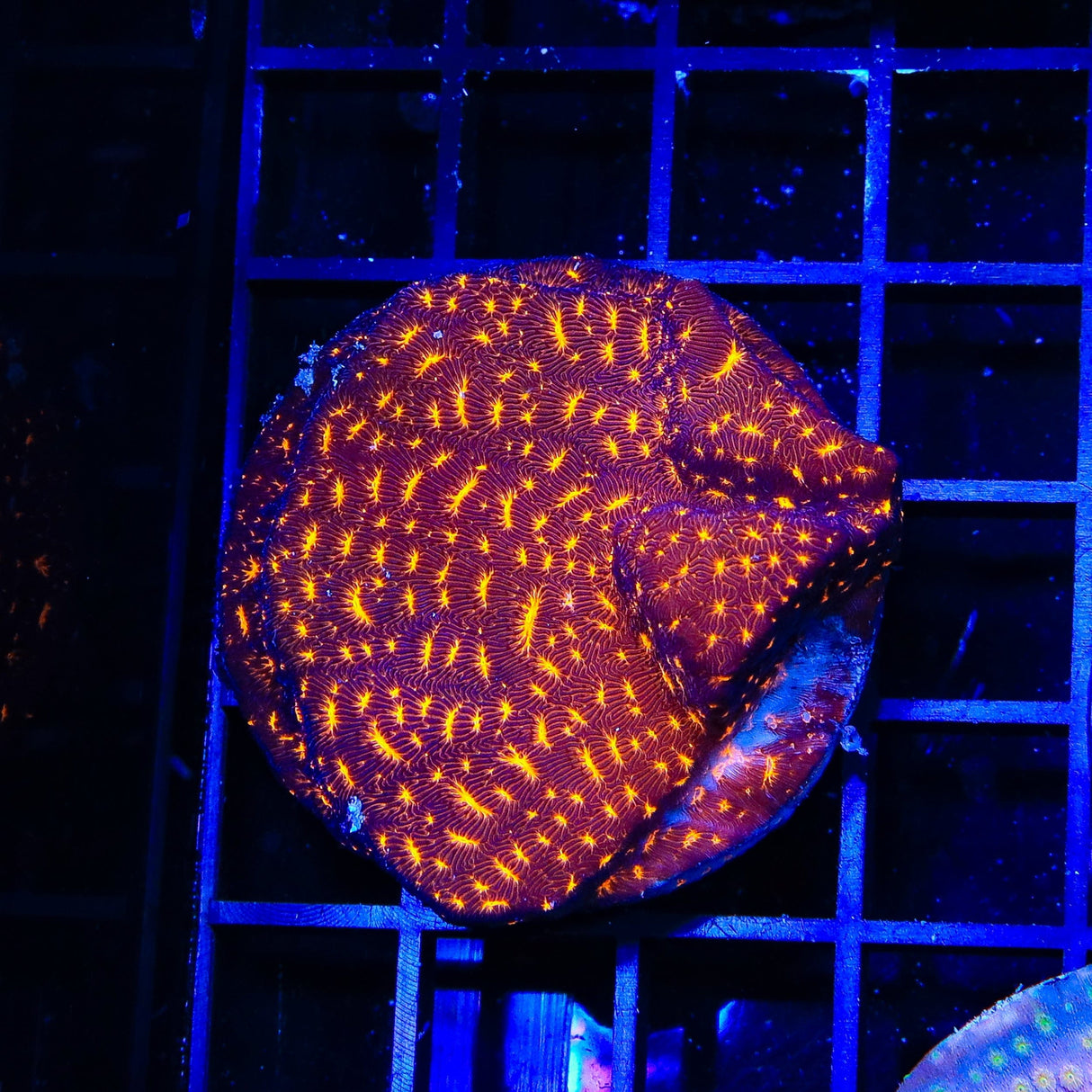 TSA Lava Field Leptoseris Coral