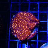TSA Lava Field Leptoseris Coral