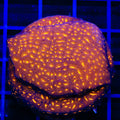TSA Lava Field Leptoseris XL Frag Coral