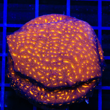 TSA Lava Field Leptoseris XL Frag Coral