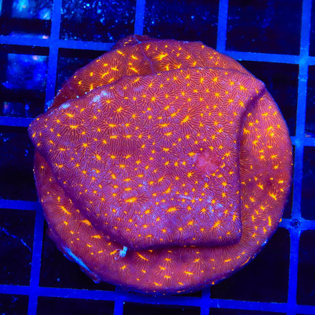 TSA Lava Field Leptoseris XL Frag Coral