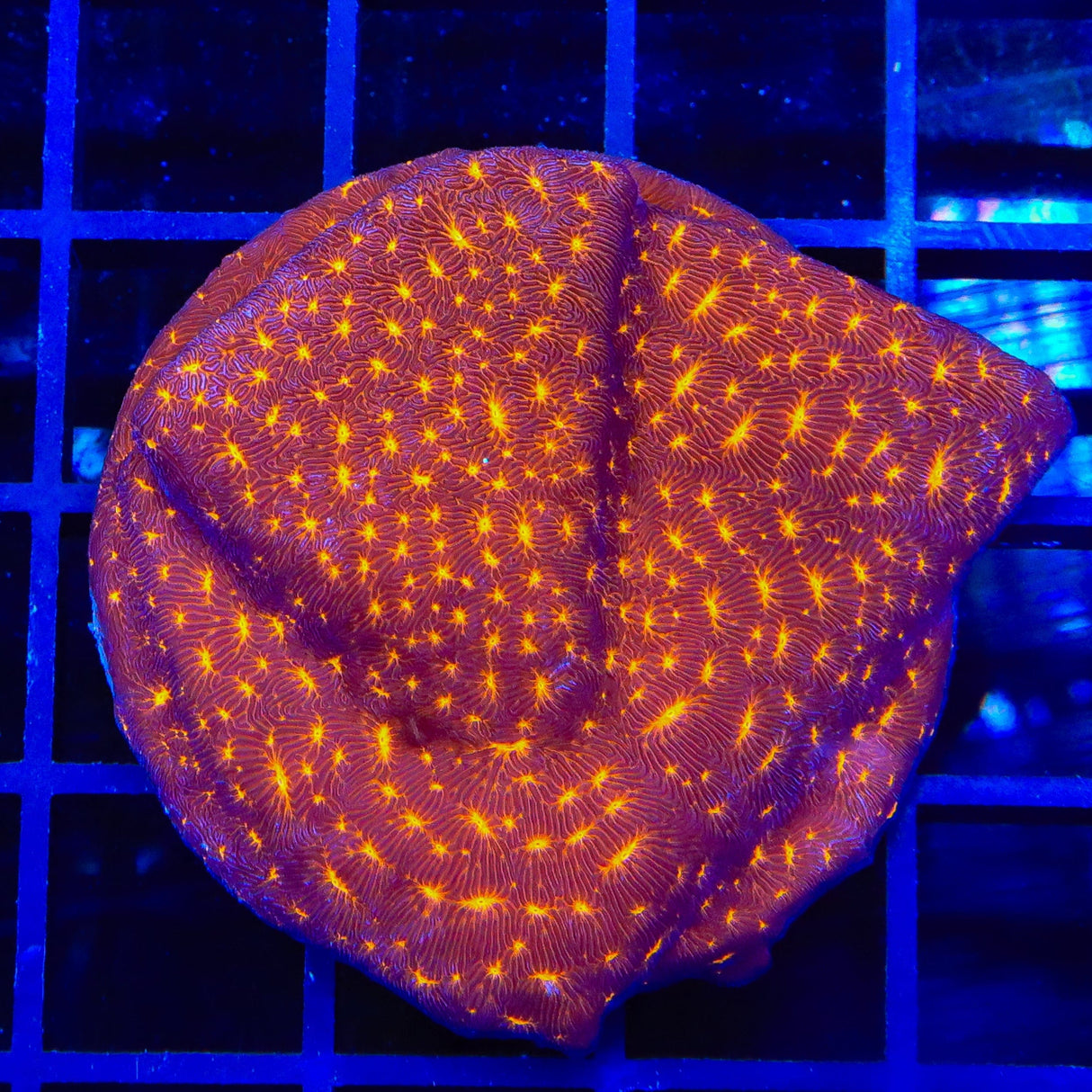 TSA Lava Field Leptoseris XL Frag Coral