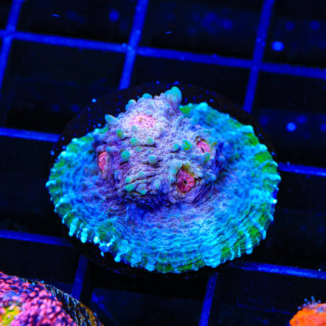 TSA Lavender Field Chalice Coral