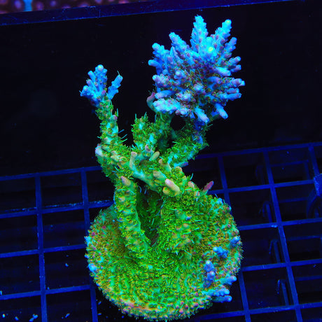TSA Lavender Haze Acropora Colony Coral