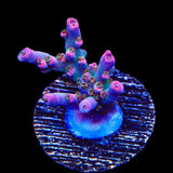 TSA Lavender Haze Acropora Coral