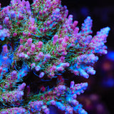 TSA Lavender Haze Acropora Coral