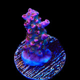 TSA Lavender Haze Acropora Coral