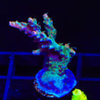 TSA Lavender Haze Acropora Coral