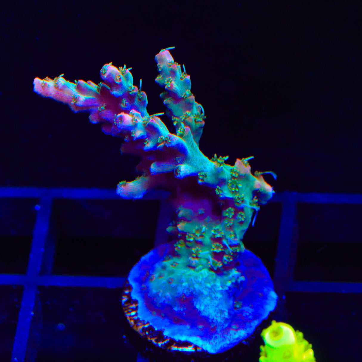 TSA Lavender Haze Acropora Coral