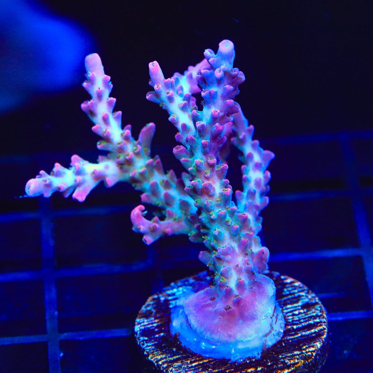 TSA Lavender Haze Acropora Coral
