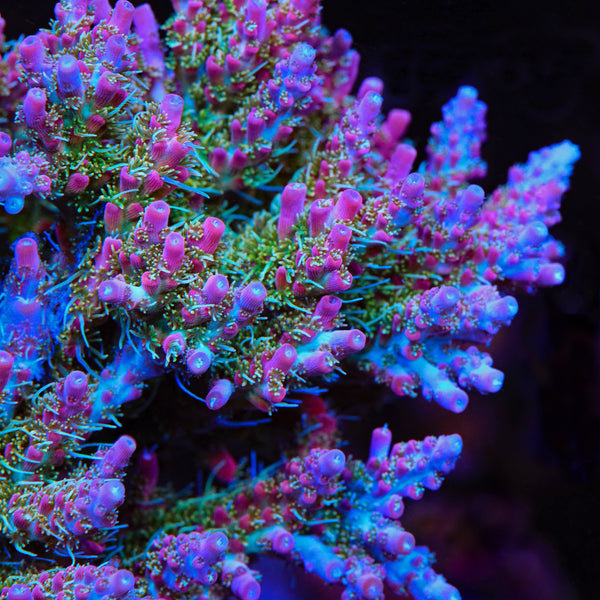 TSA Lavender Haze Acropora Coral – Top Shelf Aquatics
