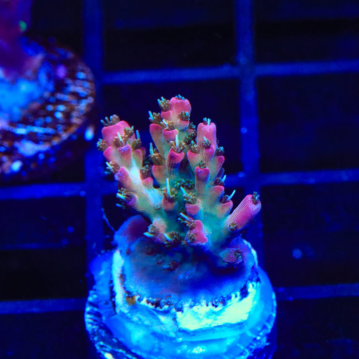 TSA Lavender Haze Acropora Coral