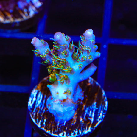 TSA Lavender Haze Acropora Coral