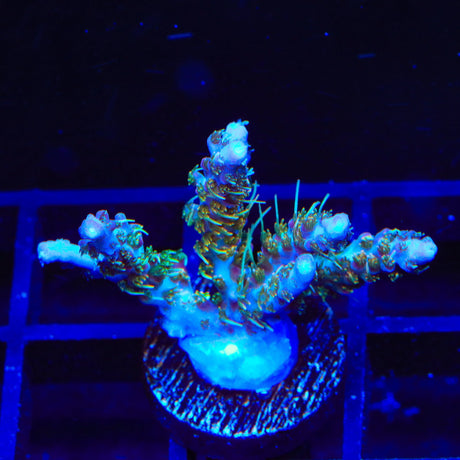 TSA Lavender Haze Acropora Coral