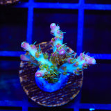 TSA Lavender Haze Acropora Coral
