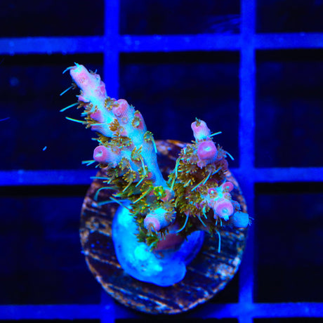 TSA Lavender Haze Acropora Coral