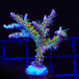 TSA Lavender Haze Acropora Coral