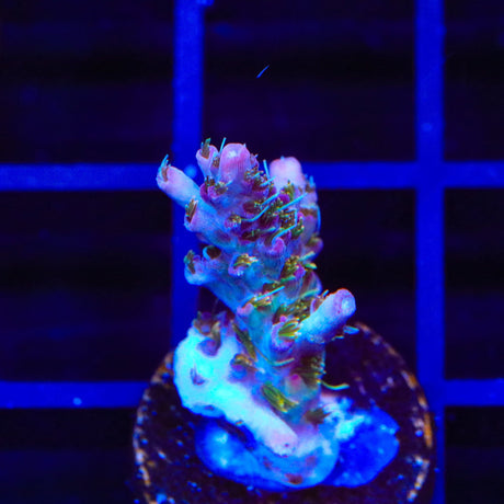 TSA Lavender Haze Acropora Coral