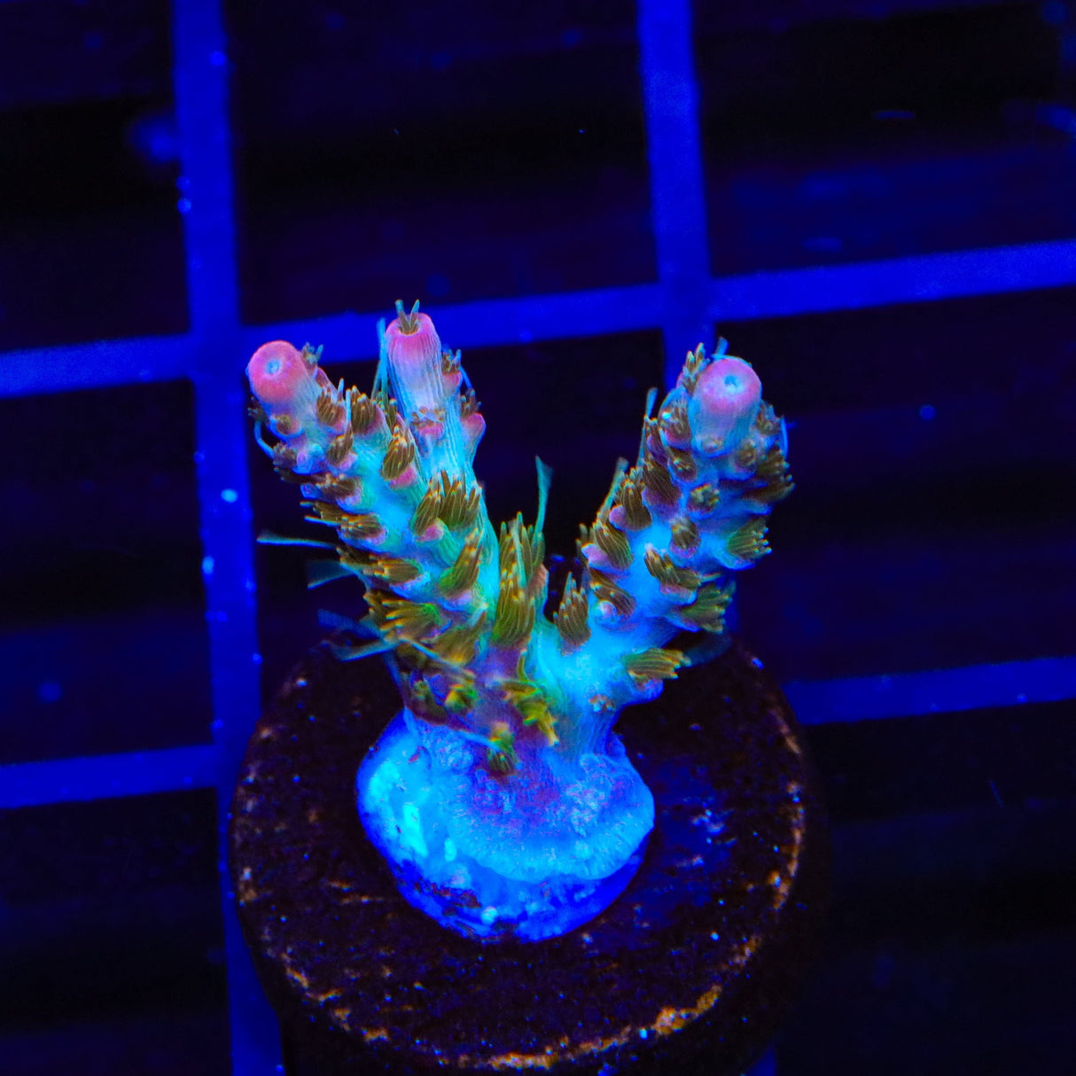 TSA Lavender Haze Acropora Coral