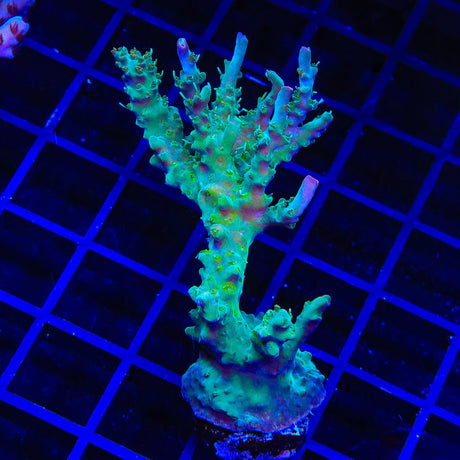 TSA Lavender Haze Acropora XL Frag Coral