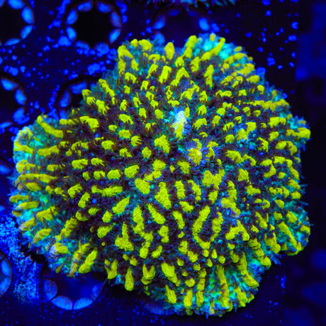 TSA Lemon Frost Hydnophora Colony Coral
