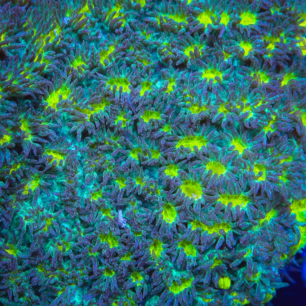 TSA Lemon Frost Hydnophora Colony Coral