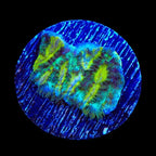 TSA Lemon Frost Hydnophora Coral