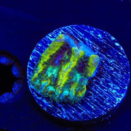 TSA Lemon Frost Hydnophora Coral