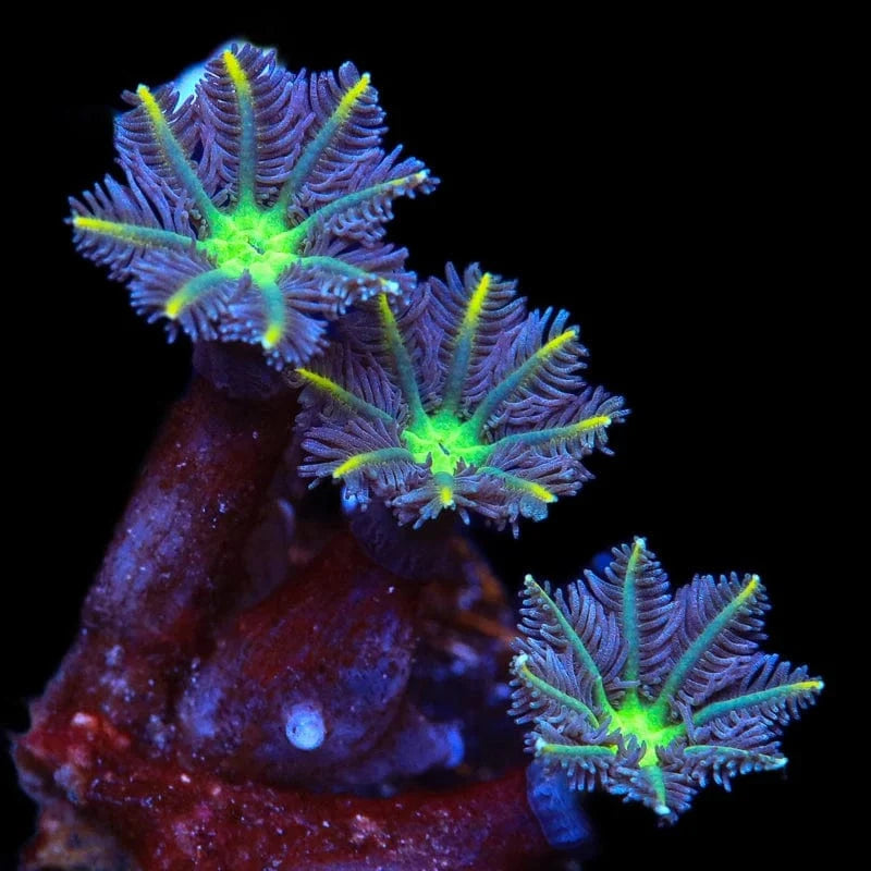 TSA Lemon Laser Clove Polyp Coral