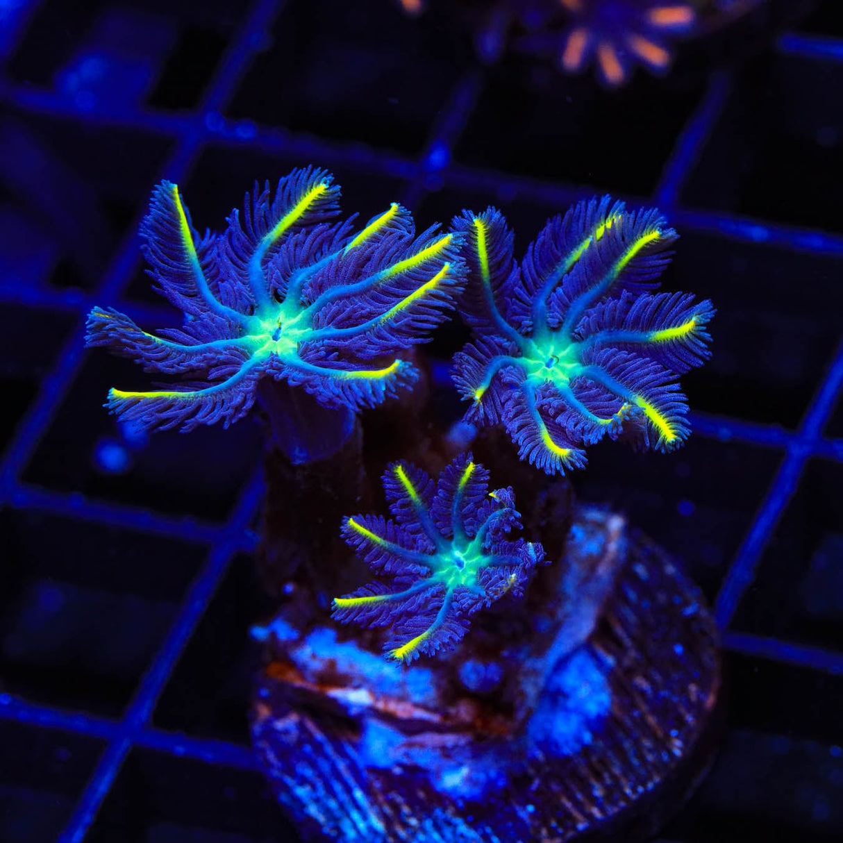 TSA Lemon Laser Clove Polyp Coral
