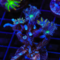 TSA Lemon Laser Clove Polyp Coral