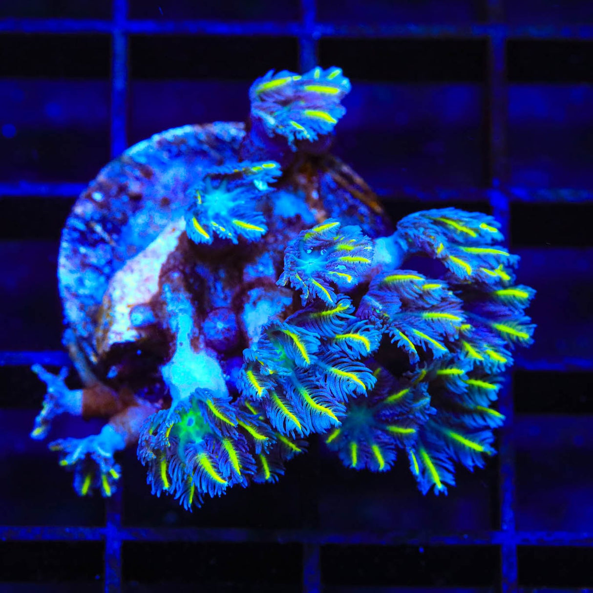 TSA Lemon Laser Clove Polyp Coral