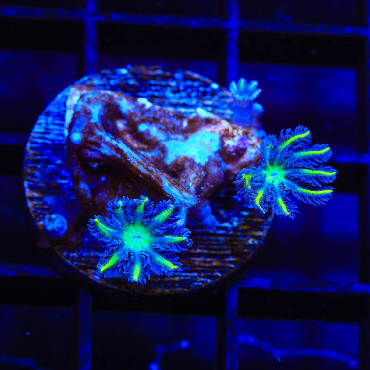 TSA Lemon Laser Clove Polyp Coral