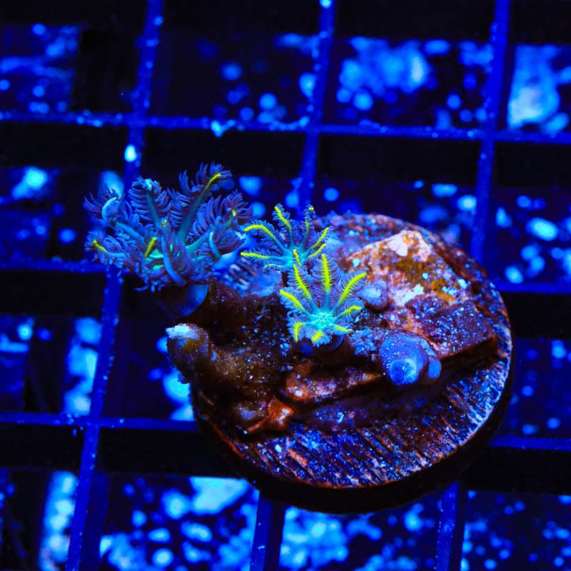 TSA Lemon Laser Clove Polyps Coral