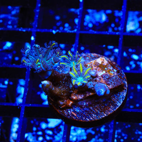 TSA Lemon Laser Clove Polyps Coral